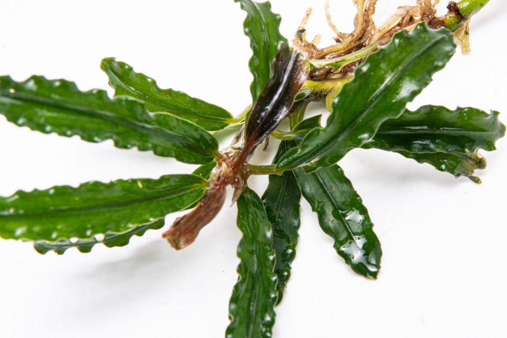 Live Aquarium Plant product image 4