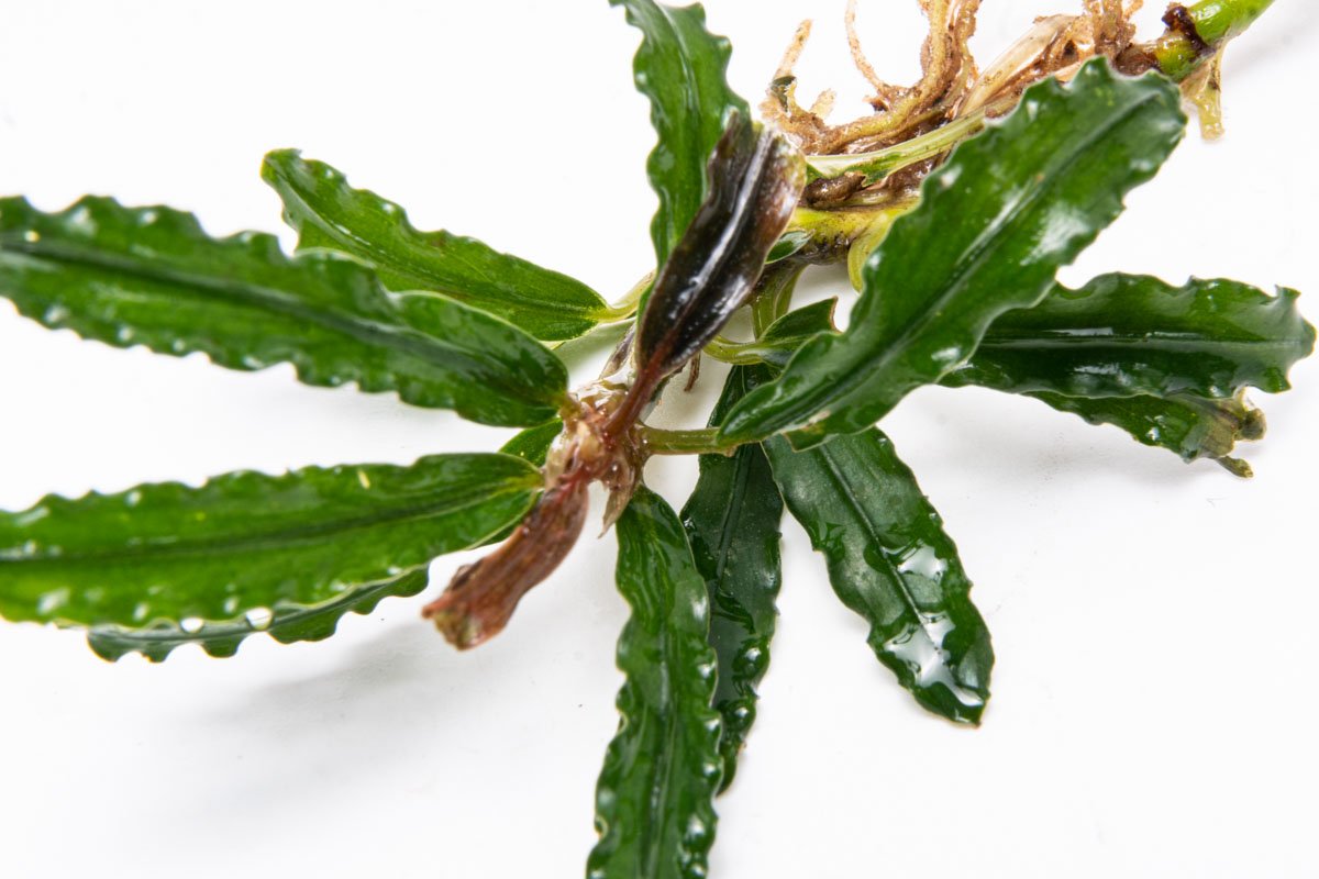 Live Aquarium Plant product image 4