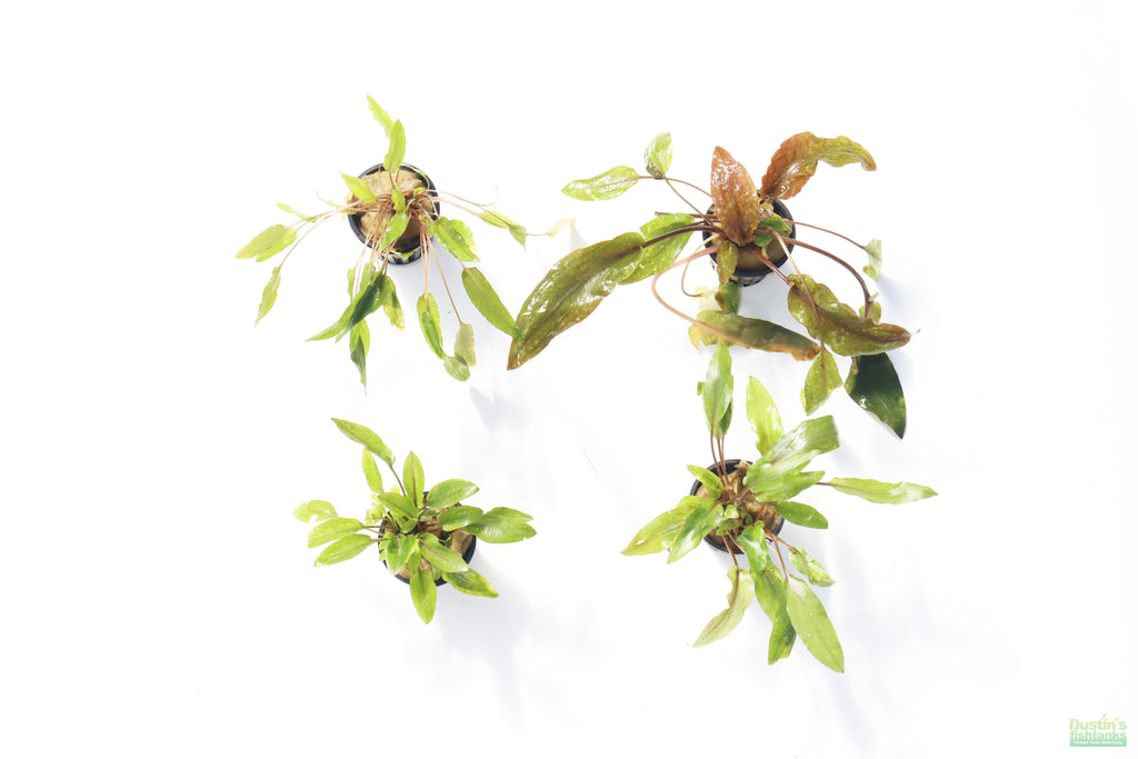 Cryptocoryne Aquarium Plant Pack product image 31