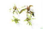 Cryptocoryne Aquarium Plant Pack product image 31