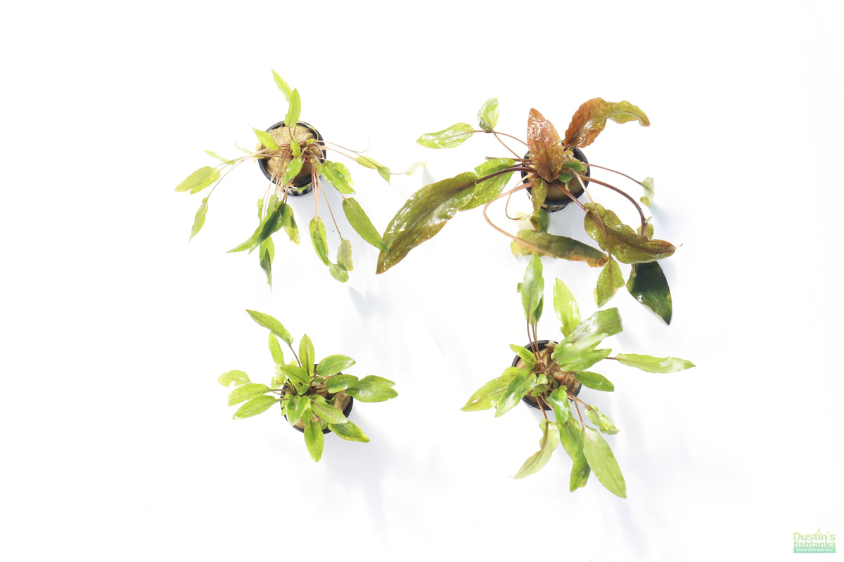 Cryptocoryne Aquarium Plant Pack product image 31
