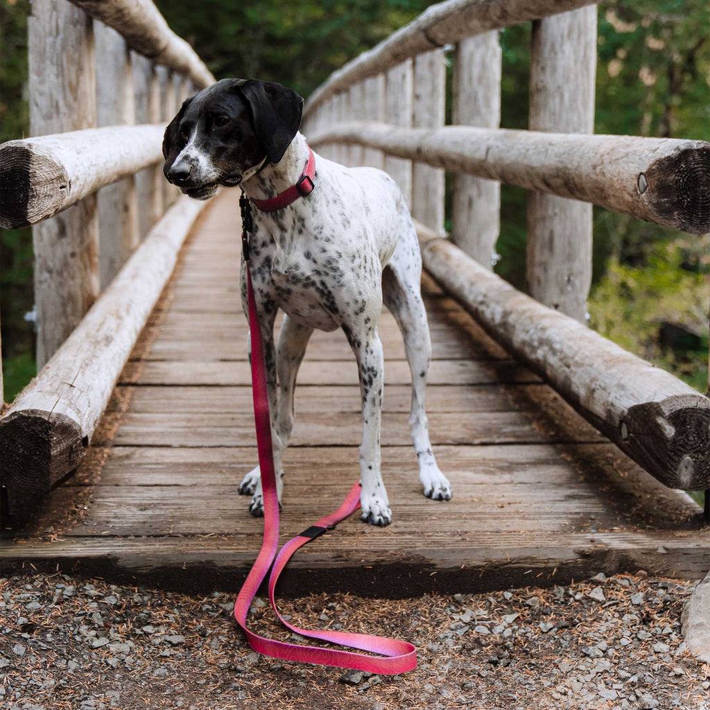 Waterproof Dog Leash product image 2