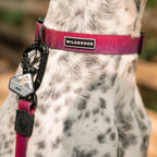 Waterproof Dog Leash product image 3