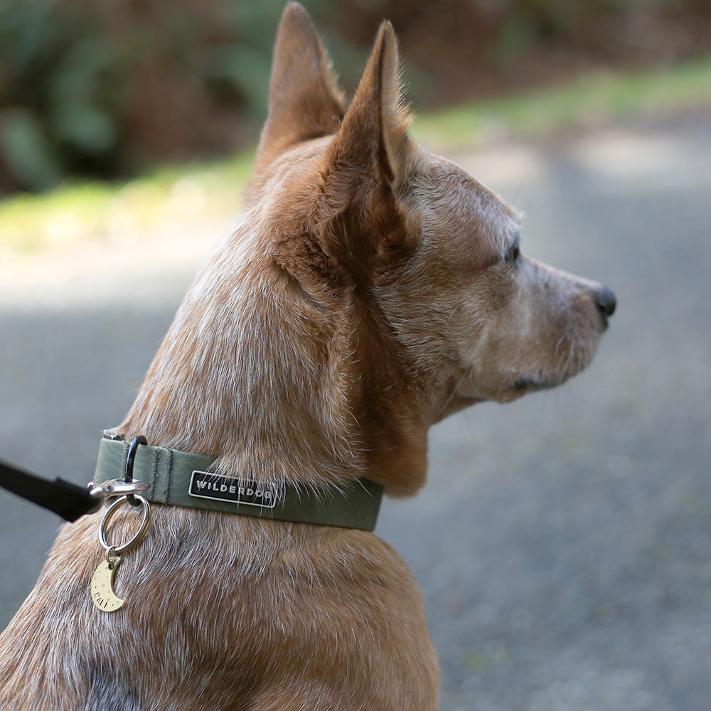 Waterproof Dog Collar product image 3