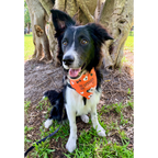 Dog Bandana product image 3