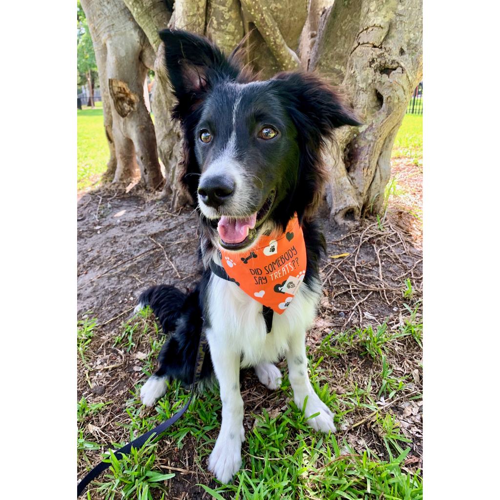 Dog Bandana product image 3