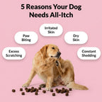 All - Itch & Immunity Treats - NutriPaw