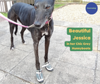 Greyhound and Whippet Dog Boots product image 26