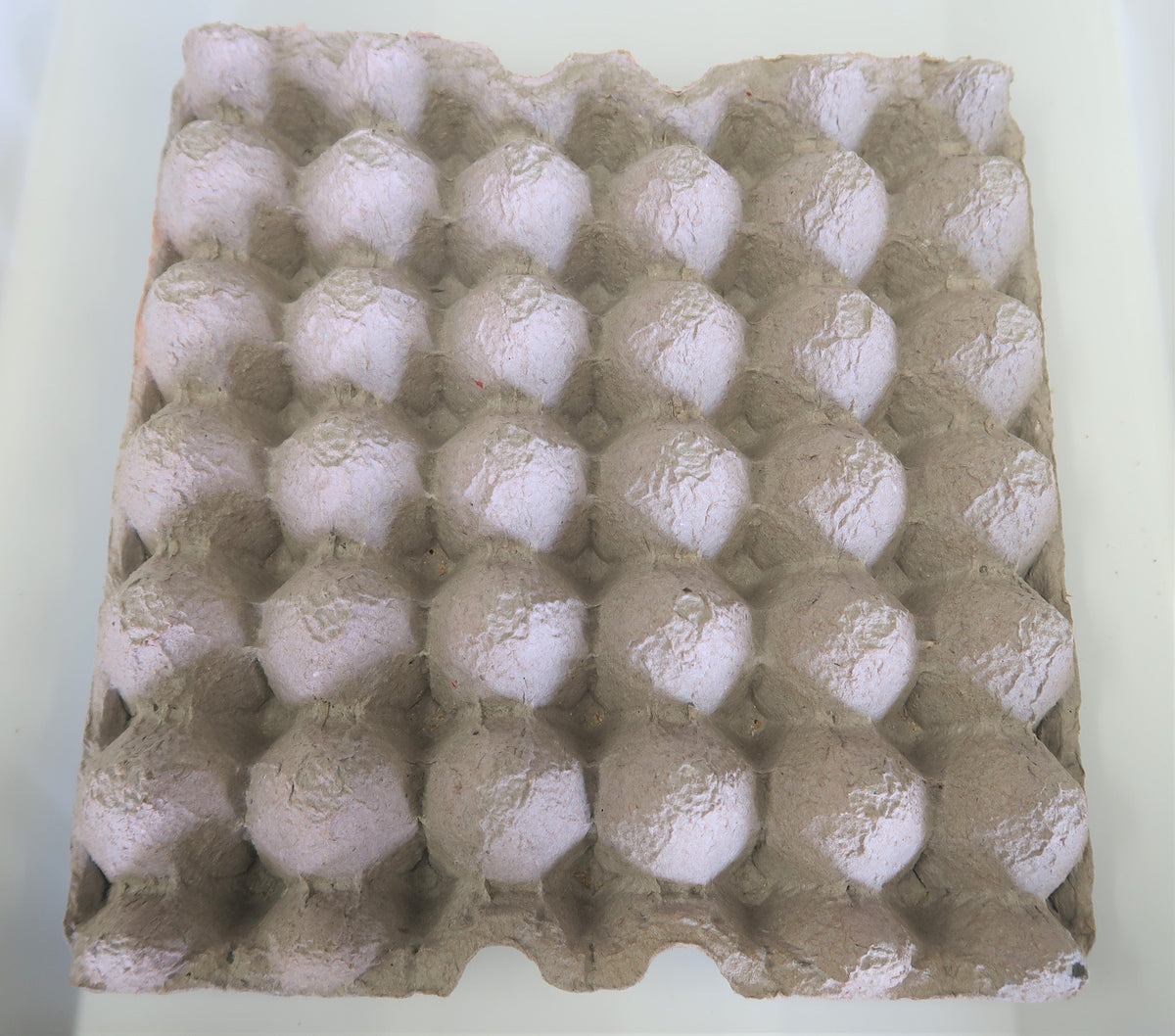 Dubia Roach Breeder Bundle product image 2