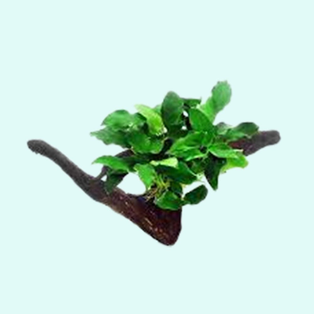 Live Aquarium Plant product image 1