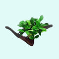 Live Aquarium Plant product image 1