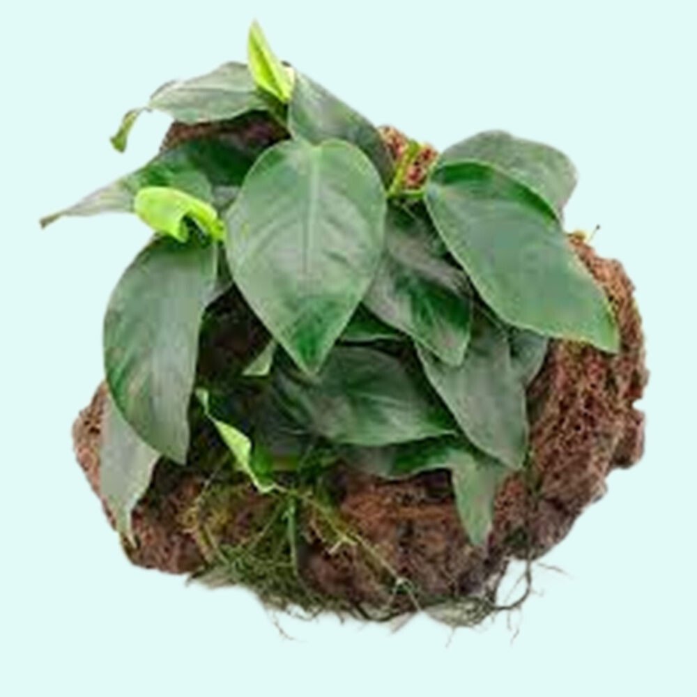 Live Aquarium Plant product image 3
