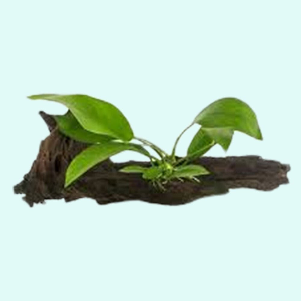 Live Aquarium Plant product image 4