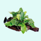 Live Aquarium Plant product image 5