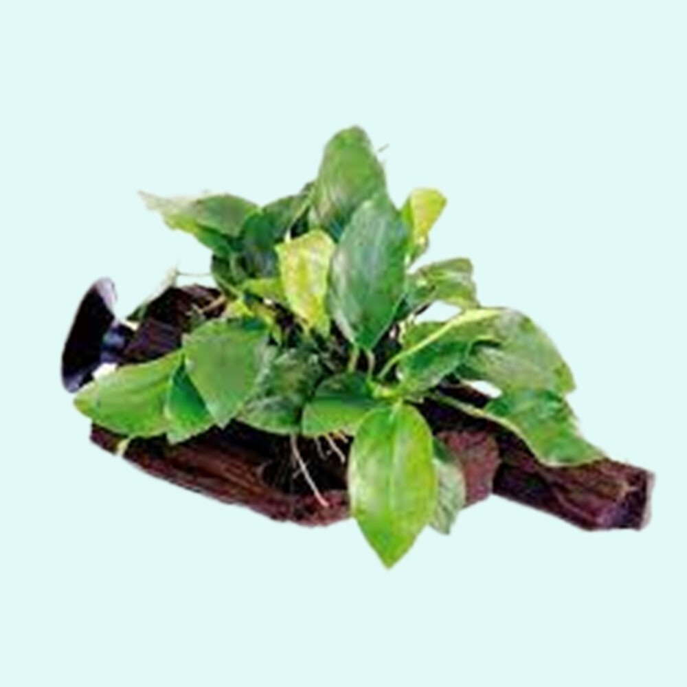 Live Aquarium Plant product image 5