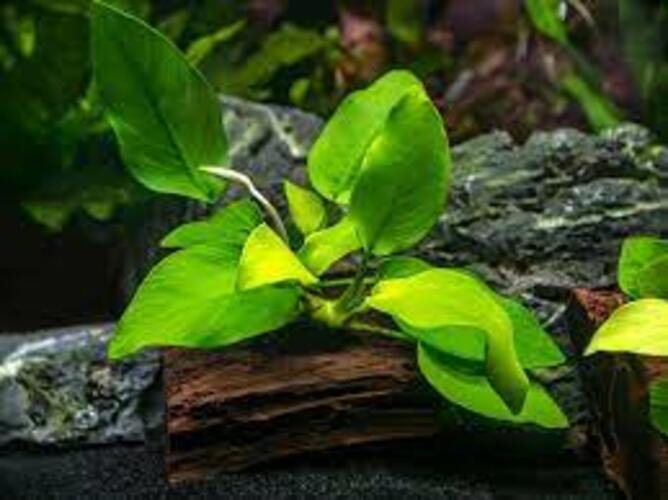 Live Aquarium Plant product image 6