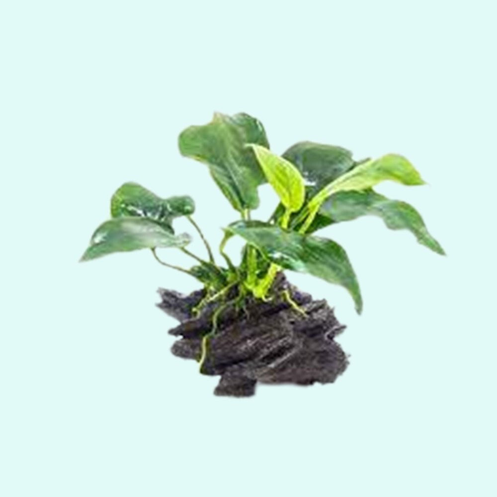 Live Aquarium Plant product image 7