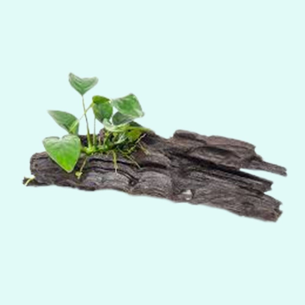 Live Aquarium Plant product image 8