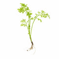 Aquarium Plant product image 1