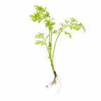 Aquarium Plant product image 1