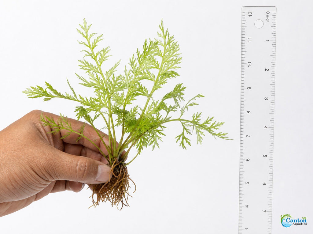 Aquarium Plant product image 5