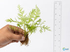 Aquarium Plant product image 5
