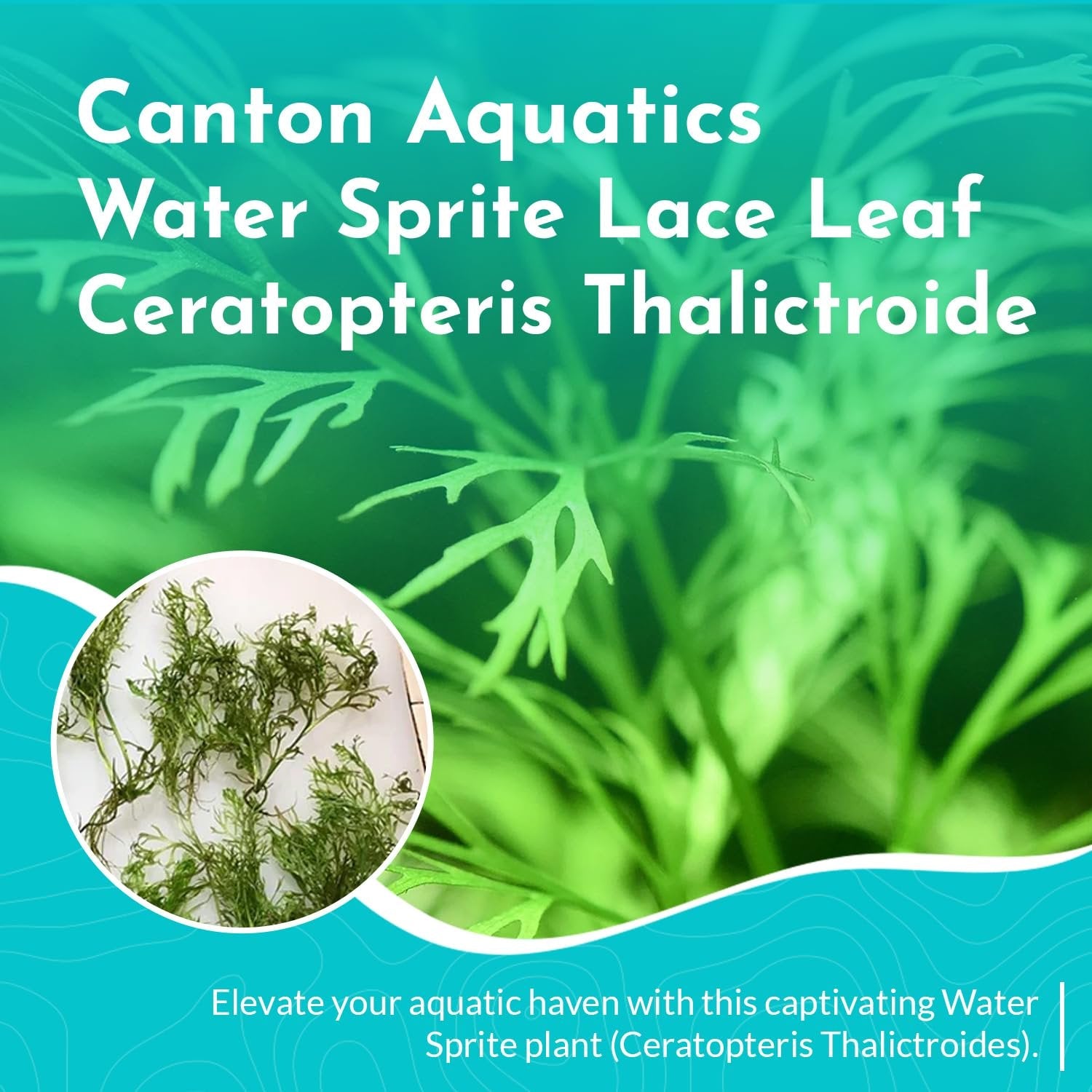 Aquarium Plant product image 6