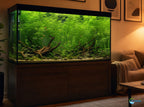 Aquarium Plant product image 7