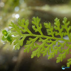 Aquarium Plant product image 9