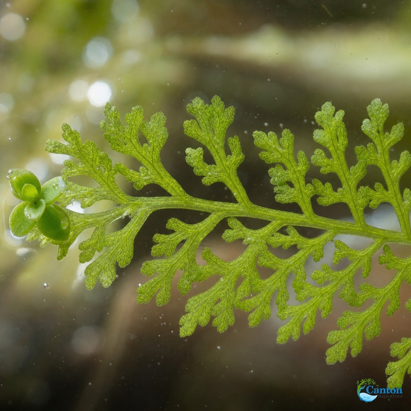 Aquarium Plant product image 9