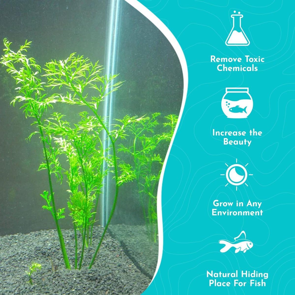 Aquarium Plant product image 10
