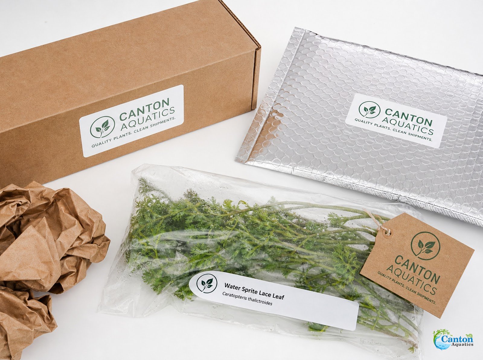 Aquarium Plant product image 11