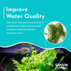 Aquarium Plant product image 12