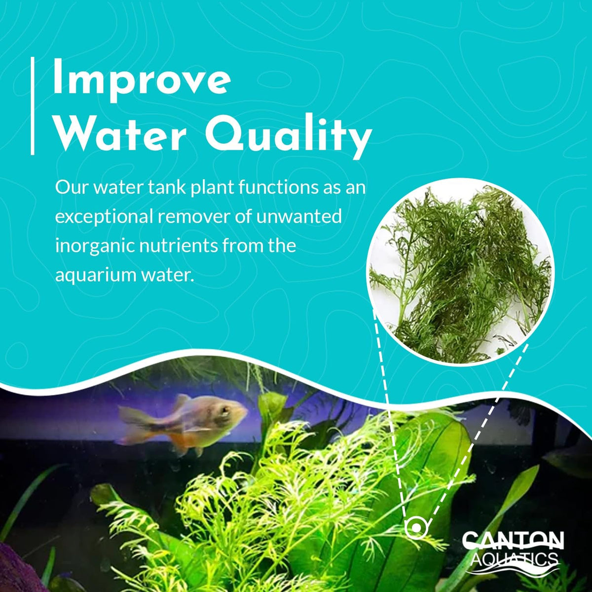 Aquarium Plant product image 12