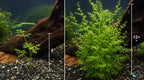 Aquarium Plant product image 13