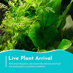 Aquarium Plant product image 14