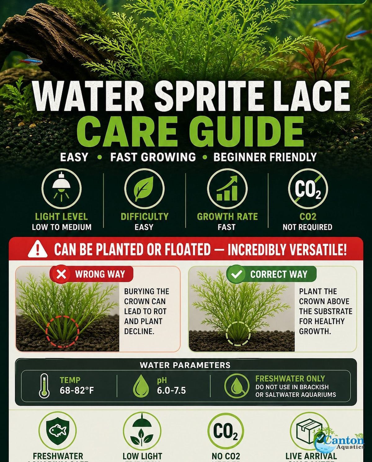 Aquarium Plant product image 15