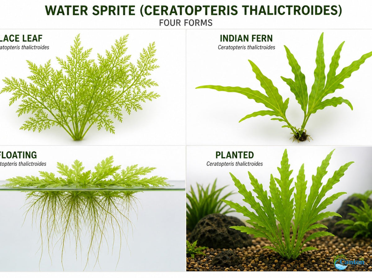 Aquarium Plant product image 16