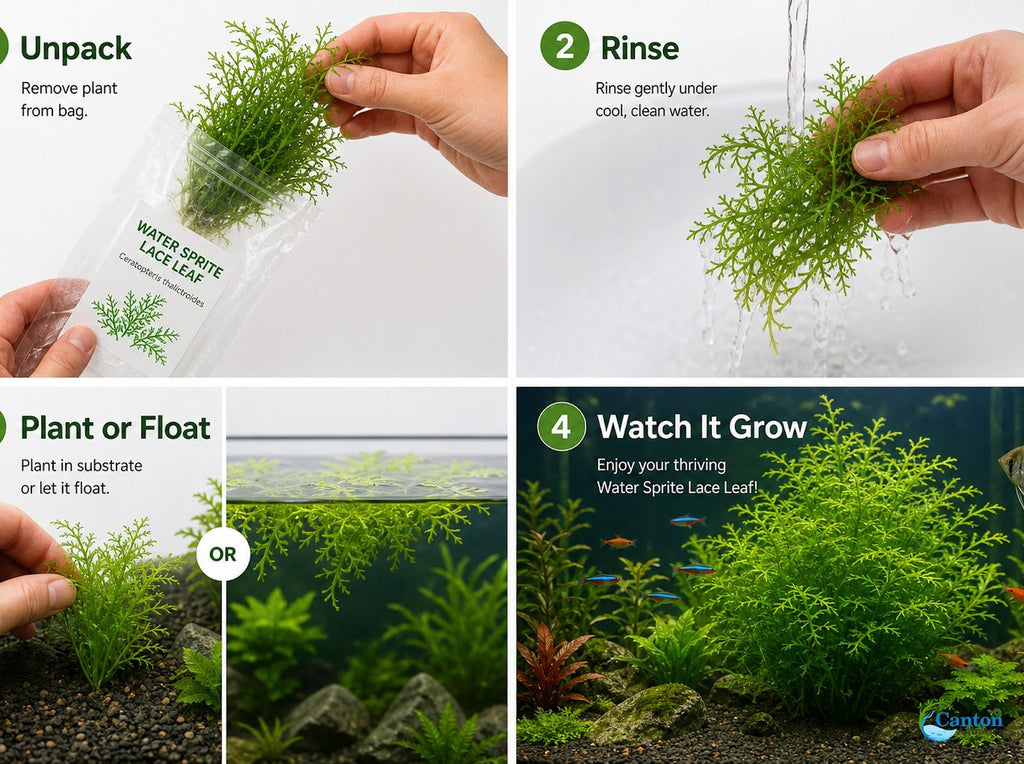 Aquarium Plant product image 17