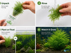 Aquarium Plant product image 17