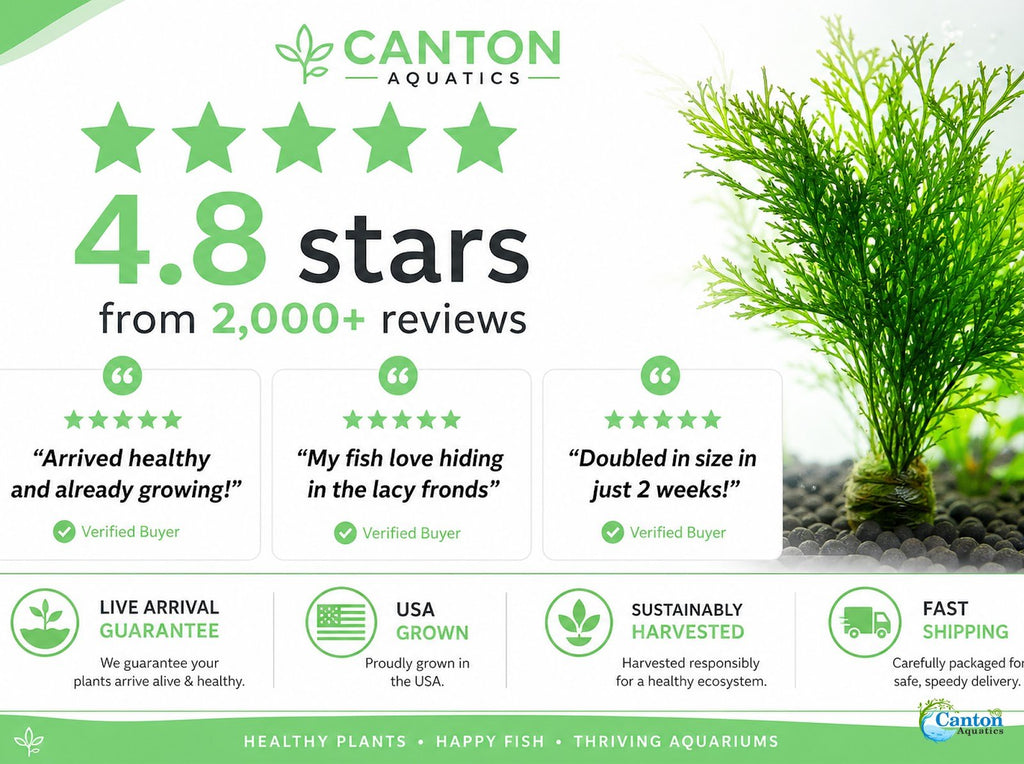 Aquarium Plant product image 18