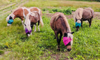 Horse Fly Mask product image 6