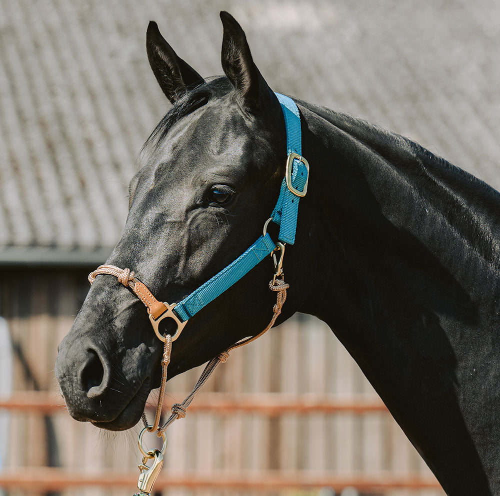 Horse Halter product image 3