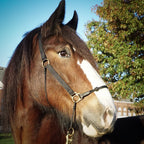 Horse Halter product image 10