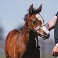 Foal Halter product image 2