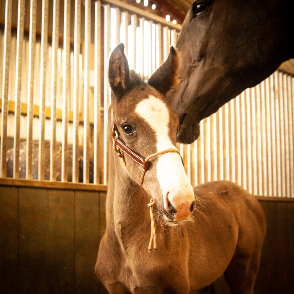 Foal Halter product image 4