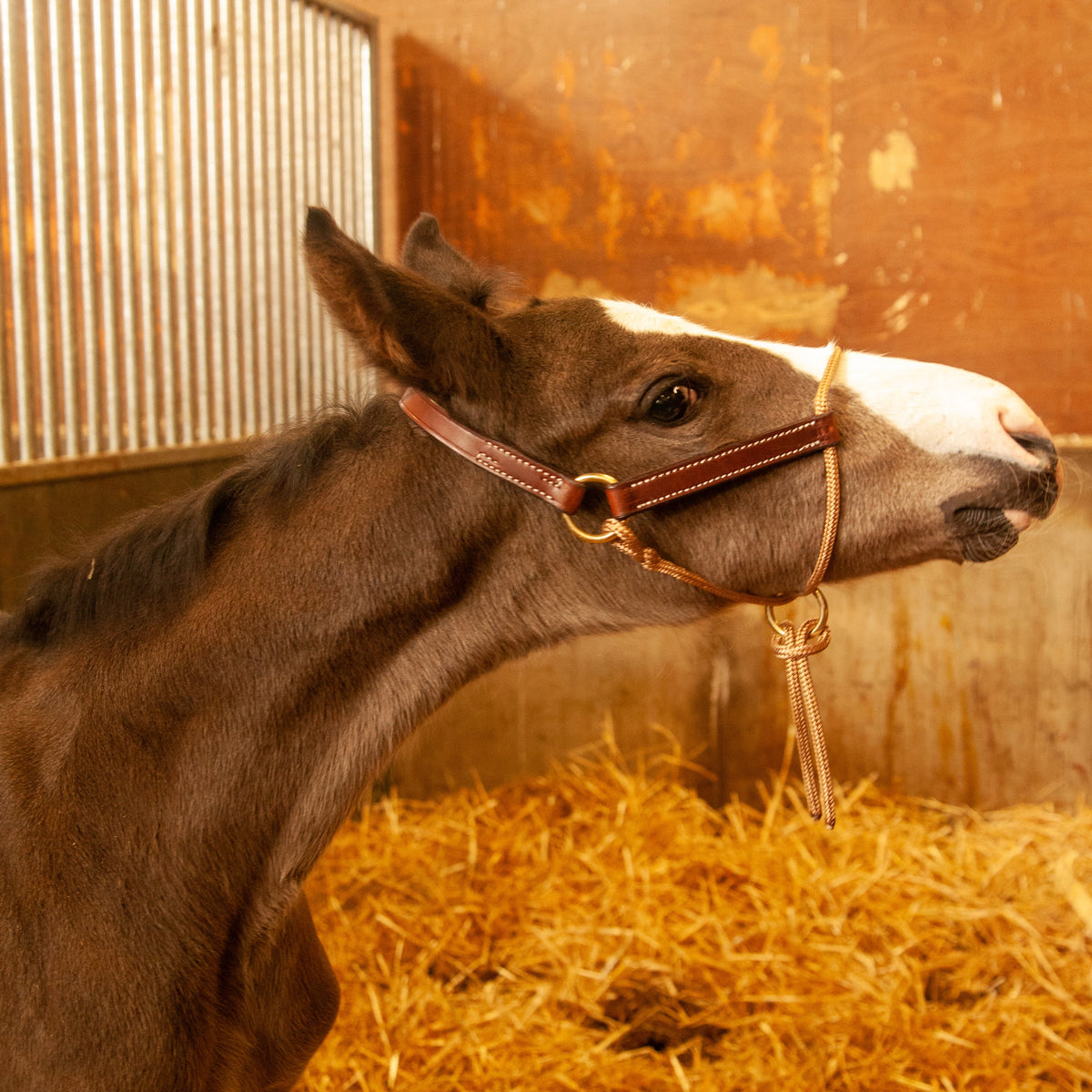 Foal Halter product image 5