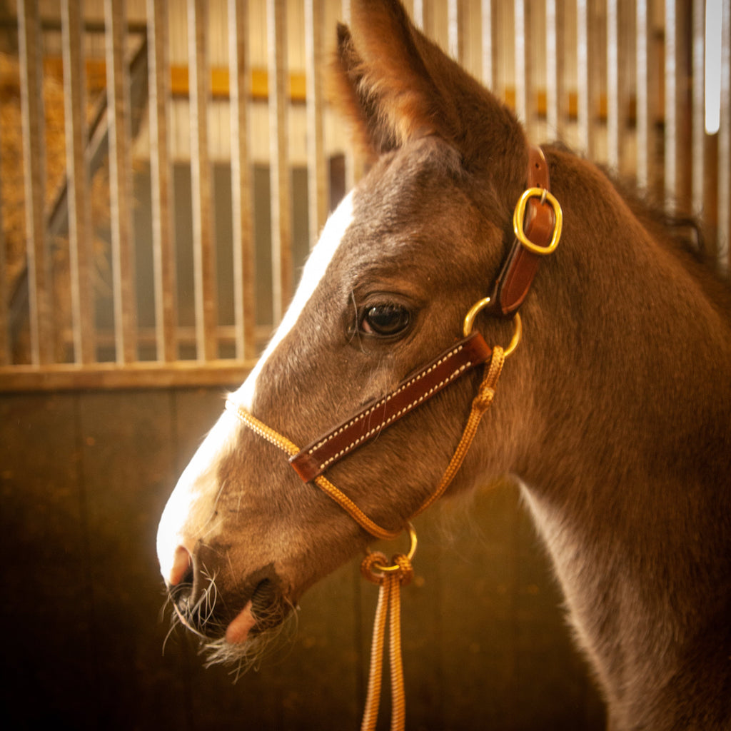 Foal Halter product image 6