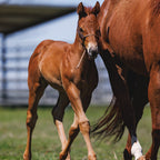 Foal Halter product image 7
