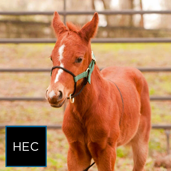 Foal Halter product image 8